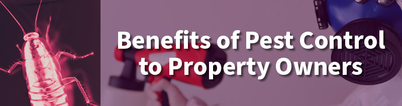 Pest Exterminator In Reno